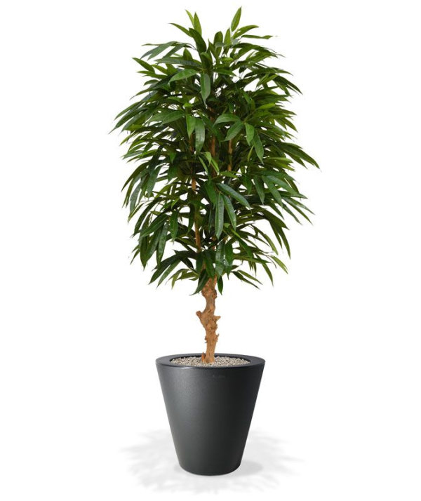 Longifolia Royal Deluxe 165 cm kunstboom