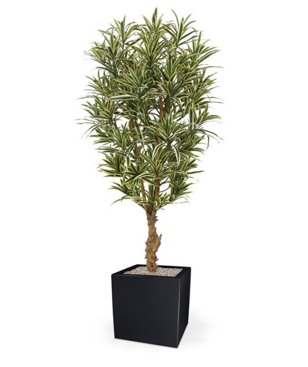 Draceana Reflexa bont 150 cm kunstplant