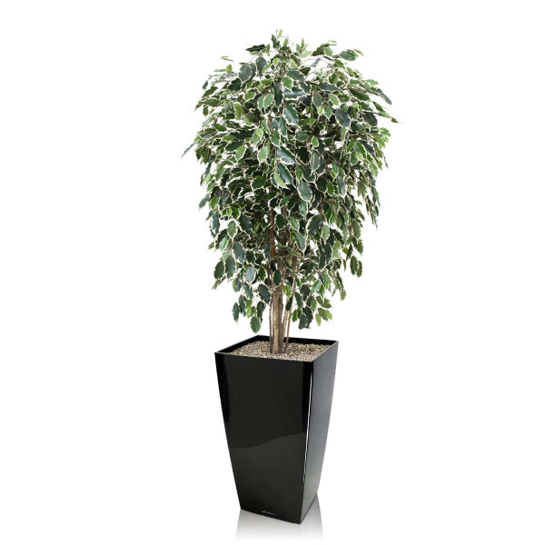 Ficus kunstboom Exotica Deluxe 150 cm bont