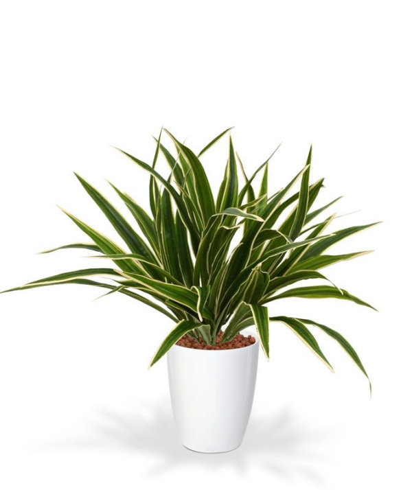 Chlorophytum S 30 cm in 10 cm pot