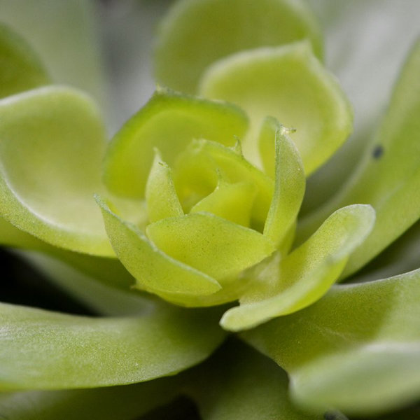 Echeveria Setosa kunstboeket