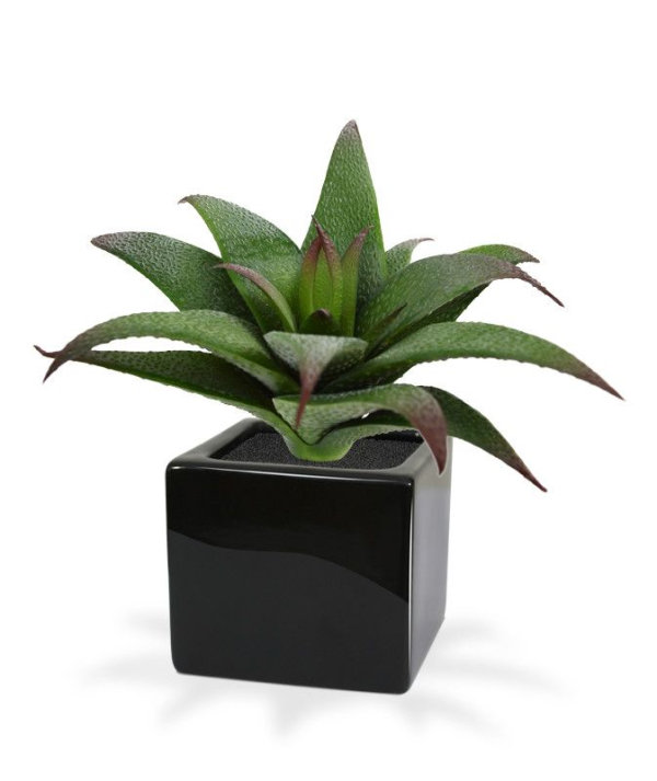 Haworthia Vetplant boeket