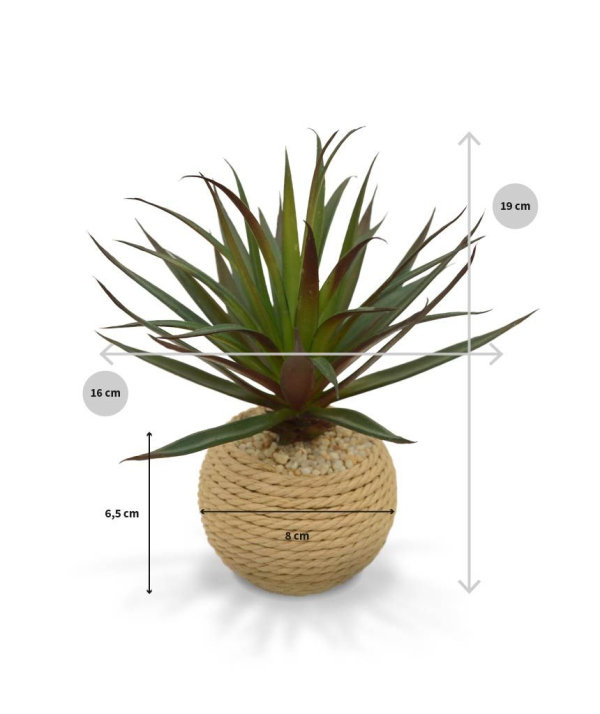 Mini Marginata in touw potje