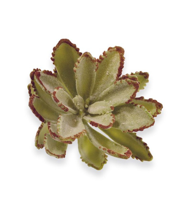 Echeveria Velvet Boeket 15 cm
