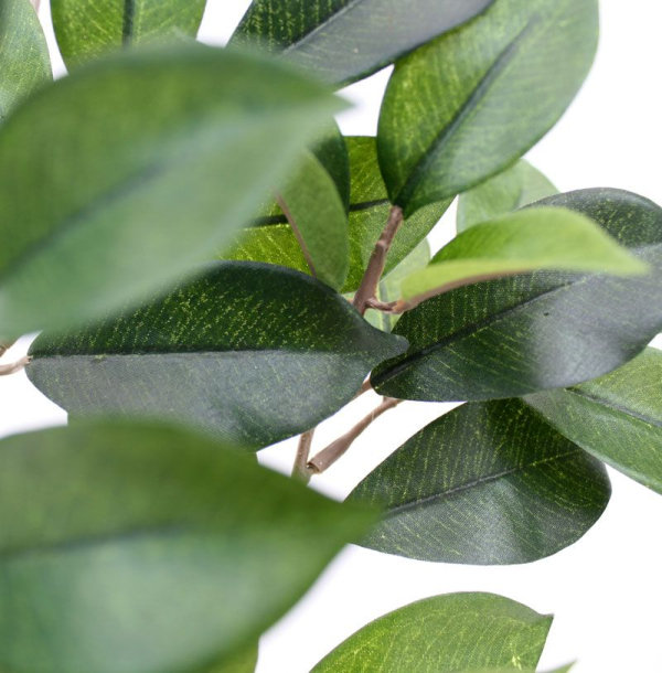 Ficus Folia Tak FR