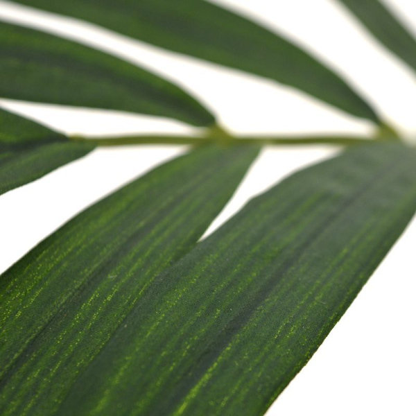Parlour Palmtak 60