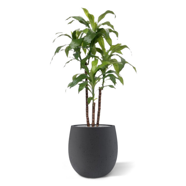 Draceana Fragrans kunstplant 90 cm