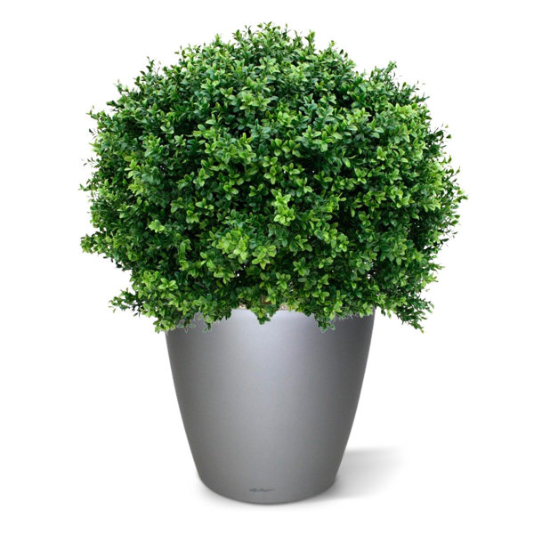 Kunst Buxus Bol Deluxe 80 cm