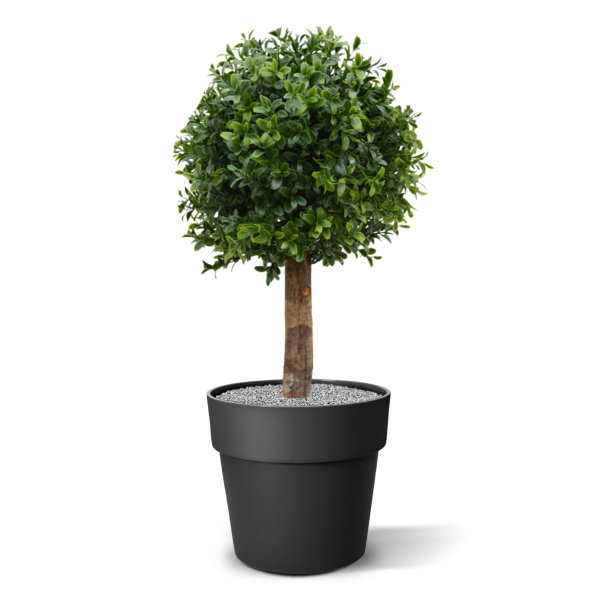 Buxus Bol Deluxe New 25 cm UV