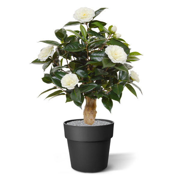 Camelia kunstplant 60 cm op voet creme