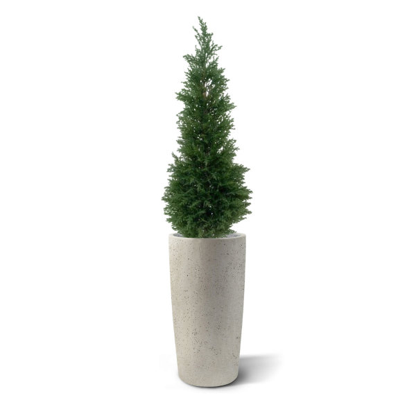 Conifeer Deluxe 120 cm UV