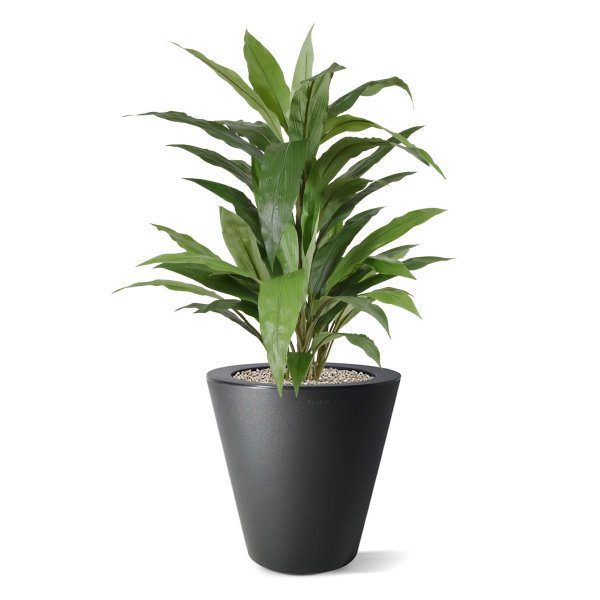 Draceana Groen 80cm in pot