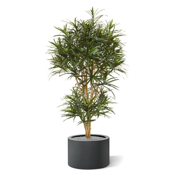 Draceana Reflexa Anita 160 cm kunstboom