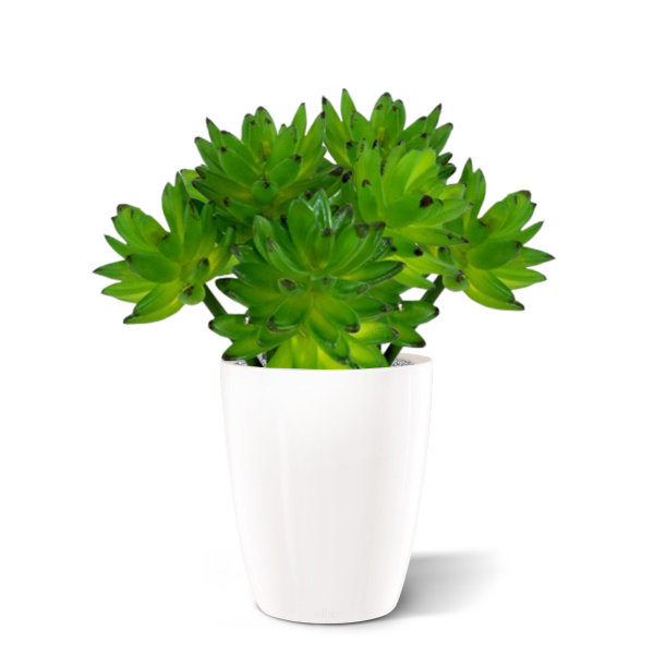 Echeveria Vetplant kunstboeket