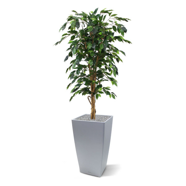 Ficus Benjamini Kunstboom 150 cm