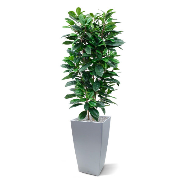 Ficus Cyathistipula 160 cm Deluxe kunstplant