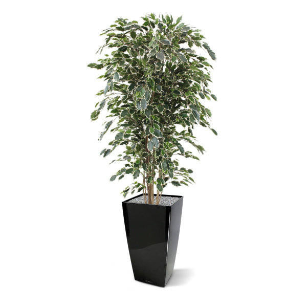 Ficus kunstboom Exotica Deluxe 180 cm bont