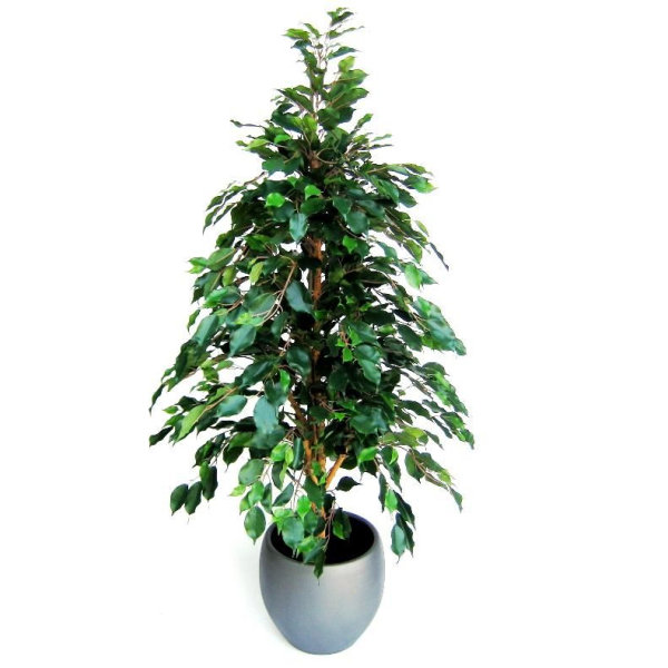 Ficus Exotica kunstboom 150cm groen