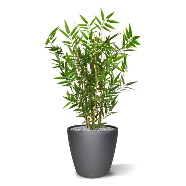 Japanse Bamboe kunstplant 60 cm UV