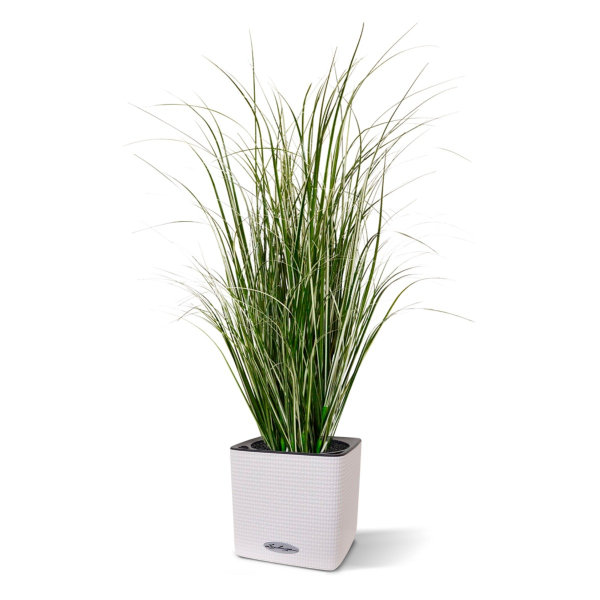 Kunst Rietgras 80 cm groen-crème