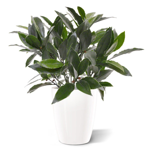 Laurier kunstplant 35 cm UV