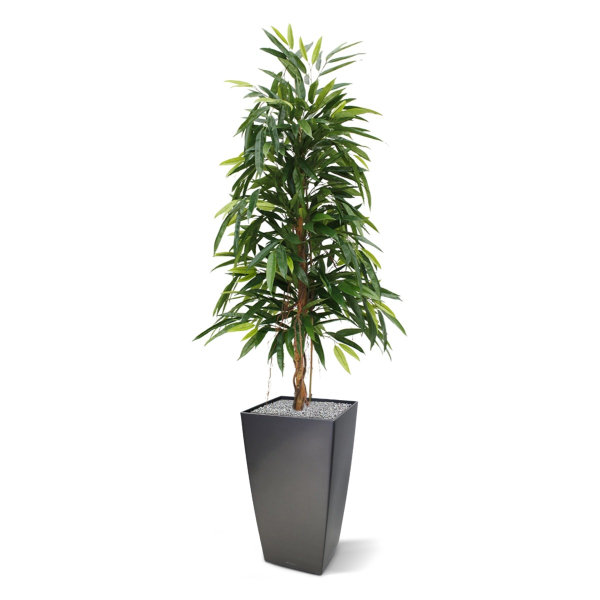 Longifolia Royal kunstboom 150 cm