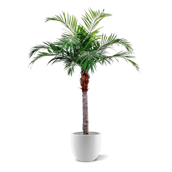 Majesty Kunstpalm Giant 350 cm