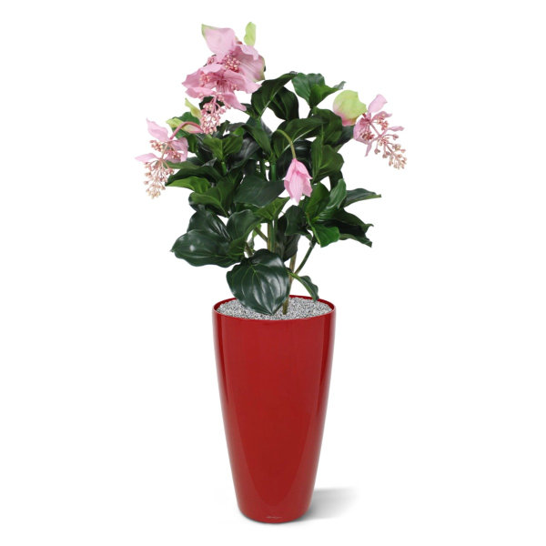 Medinella kunstplant deluxe 100 cm