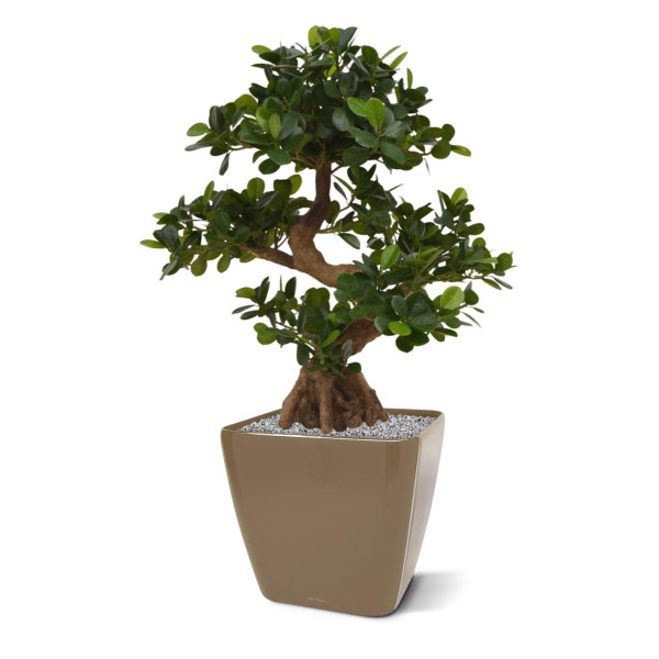 Panda Bonsai 70 cm op voet