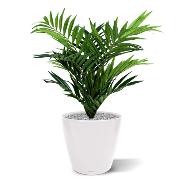 Parlour Palm 50cm in 12cm potje