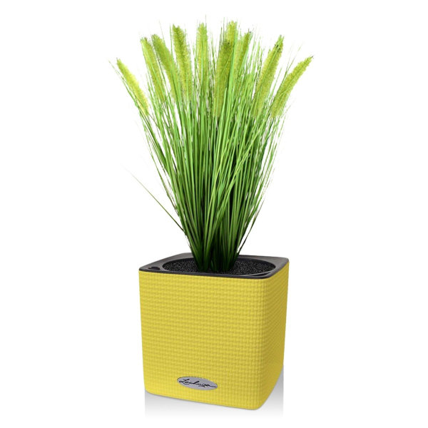 Pennisetum Pluimgras 50cm in pot 12cm